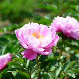 シャクヤク　ハルノイロ（春の色）｜花の手帖の芍薬図鑑