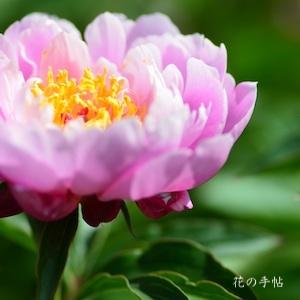 シャクヤク　ハルノユメ（春の夢）｜花の手帖の芍薬図鑑