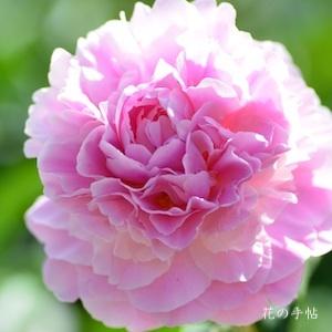 シャクヤク　ハツザクラ（初桜）｜花の手帖の芍薬図鑑