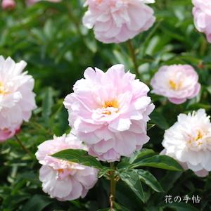 シャクヤク　ハツザクラ（初桜）｜花の手帖の芍薬図鑑