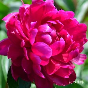 シャクヤク　ヒグルマ（緋車）｜花の手帖の芍薬図鑑