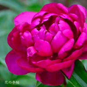 シャクヤク　ヒグルマ（緋車）｜花の手帖の芍薬図鑑