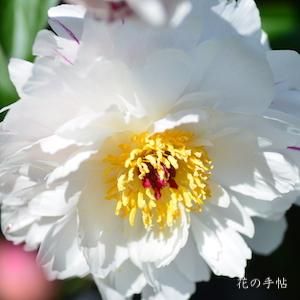 シャクヤク　ホウデン（寶鈿）｜花の手帖の芍薬図鑑