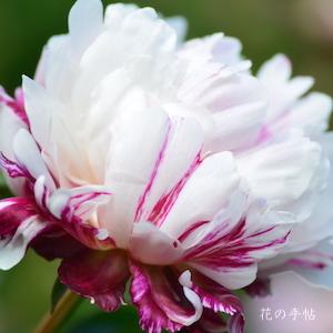 シャクヤク　ホウデン（寶鈿）｜花の手帖の芍薬図鑑