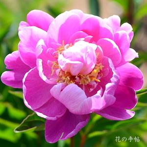 シャクヤク　ジンビ（じん美）｜花の手帖の芍薬図鑑