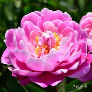 シャクヤク　ジンビ（じん美）｜花の手帖の芍薬図鑑