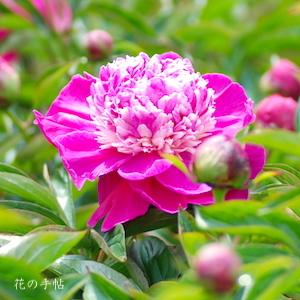 シャクヤク　｜花の手帖の芍薬図鑑