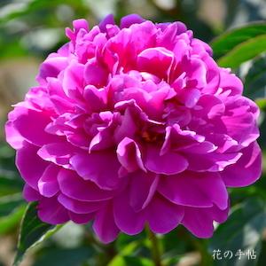 シャクヤク　コウギョク（紅旭）｜花の手帖の芍薬図鑑