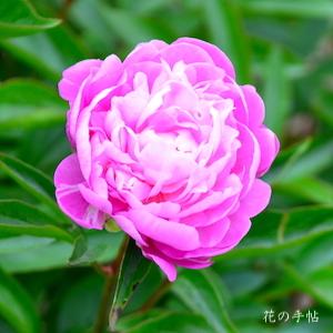 シャクヤク　クンプウ（薫風）｜花の手帖の芍薬図鑑