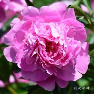 シャクヤク　キョウコウ（嬌紅）｜花の手帖の芍薬図鑑