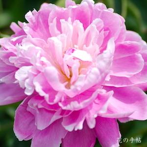 シャクヤク　キョウコウ（嬌紅）｜花の手帖の芍薬図鑑