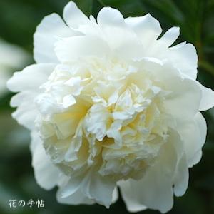 シャクヤク　メイゲツ（明月）｜花の手帖の芍薬図鑑