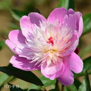 シャクヤク　｜花の手帖の芍薬図鑑