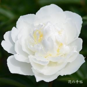シャクヤク　ムラクモ（村雲）｜花の手帖の芍薬図鑑