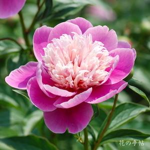 シャクヤク　｜花の手帖の芍薬図鑑