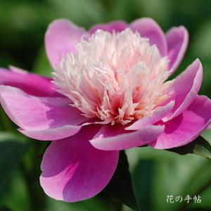 シャクヤク　｜花の手帖の芍薬図鑑