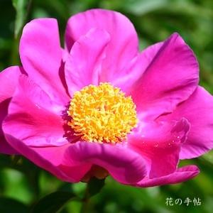 シャクヤク　オオハナイカダ｜花の手帖の芍薬図鑑