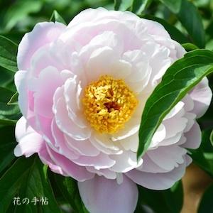 シャクヤク　オオタニモモ｜花の手帖の芍薬図鑑