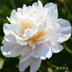 シャクヤク　サイジョノコロモ（采女の衣）｜花の手帖の芍薬図鑑