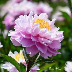 シャクヤク　サイウンヒ（彩雲飛）｜花の手帖の芍薬図鑑