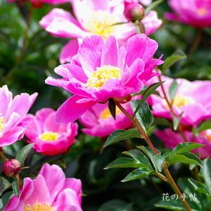 シャクヤク　｜花の手帖の芍薬図鑑