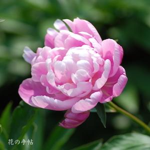 シャクヤク　サクラガサネ（桜重）｜花の手帖の芍薬図鑑