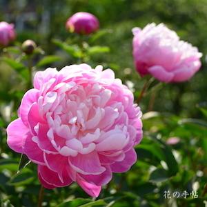 シャクヤク　セキヨウコウ（夕陽紅）｜花の手帖の芍薬図鑑