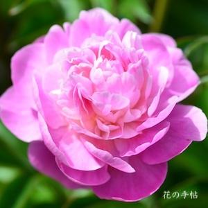 シャクヤク　センサイ（鮮彩）｜花の手帖の芍薬図鑑