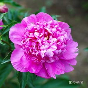 シャクヤク　シウンサイ（紫雲彩）｜花の手帖の芍薬図鑑