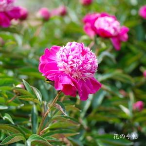 シャクヤク　ショウガンコウ（照眼紅）｜花の手帖の芍薬図鑑