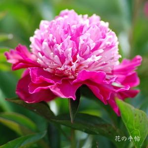 シャクヤク　ショウガンコウ（照眼紅）｜花の手帖の芍薬図鑑