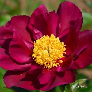 シャクヤク　シキン（賜金）｜花の手帖の芍薬図鑑