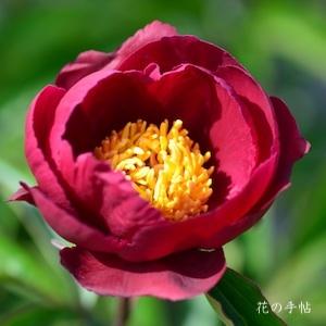 シャクヤク　シキン（賜金）｜花の手帖の芍薬図鑑