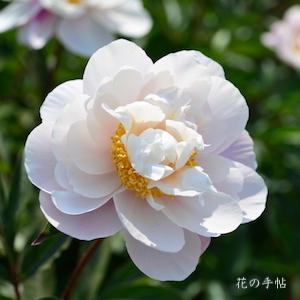 シャクヤク　スイエンシ（醉えん脂）｜花の手帖の芍薬図鑑