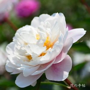 シャクヤク　スイエンシ（醉えん脂）｜花の手帖の芍薬図鑑