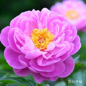 シャクヤク　醉紅は｜花の手帖の芍薬図鑑