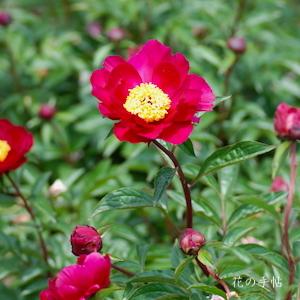 シャクヤク　タクミノイロ（巧の色）｜花の手帖の芍薬図鑑