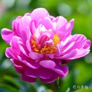 シャクヤク　トウエン（桃園）｜花の手帖の芍薬図鑑