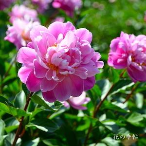 シャクヤク　トウエン（桃園）｜花の手帖の芍薬図鑑