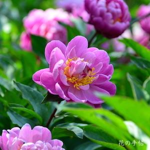 シャクヤク　トウエン（桃園）｜花の手帖の芍薬図鑑