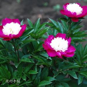 シャクヤク　ビロードクィーン（Velvet Queen）｜花の手帖の芍薬図鑑