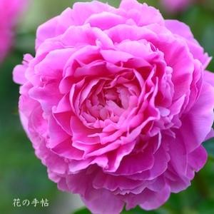 シャクヤク　ヤヨイ（弥生）｜花の手帖の芍薬図鑑