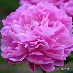 シャクヤク　ヤヨイ（弥生）｜花の手帖の芍薬図鑑