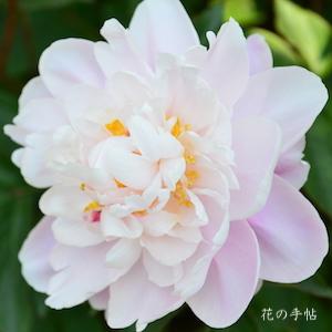 シャクヤク　ユウコウ（幽香）｜花の手帖の芍薬図鑑