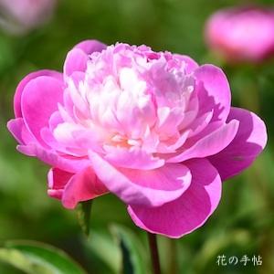 シャクヤク　ザンゲツ（残月）｜花の手帖の芍薬図鑑