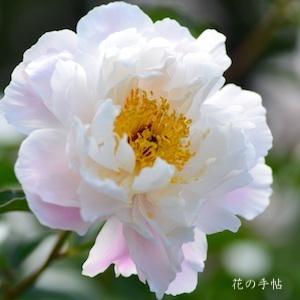 シャクヤク　ザンシュンノタノシミ（残春の楽）｜花の手帖の芍薬図鑑
