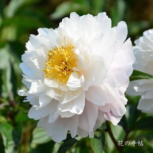 シャクヤク　ザンシュンノタノシミ（残春の楽）｜花の手帖の芍薬図鑑