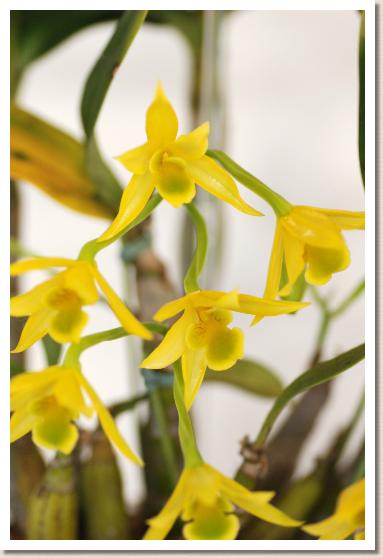 デンドロビウム トリゴノプス 'スプリング グランド'