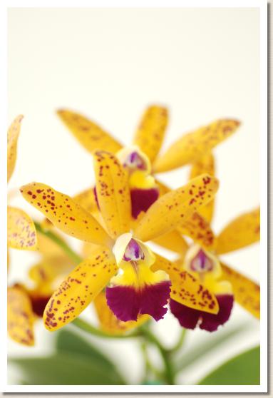 レリオカトレヤ トロピカル ポインター 'アメジスト'