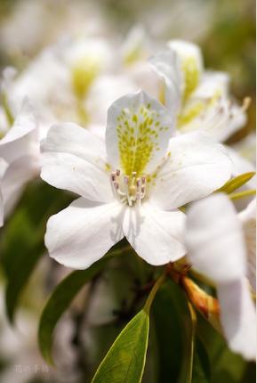 ツツジ　アマミセイシカ｜花の手帖の躑躅図鑑